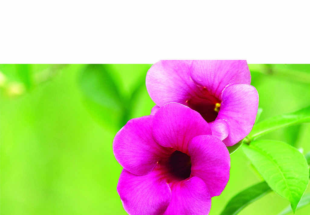 Alamandas come in a variety of bright, clear colours. Alamandas come in a variety of bright, clear colours.